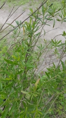 Trirhabda bacharidis