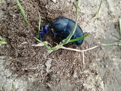 Meloe proscarabaeus