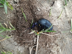 Meloe proscarabaeus