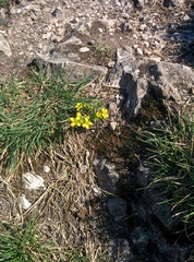 Draba aizoides