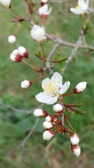 Prunus cerasus