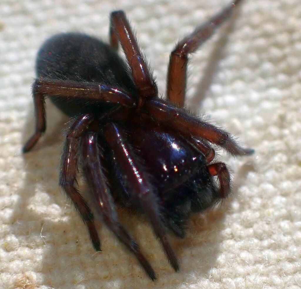 Callobius manzanita