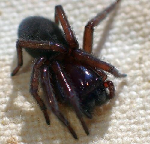 Callobius manzanita