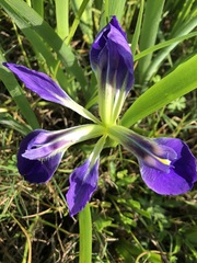 Iris brevicaulis