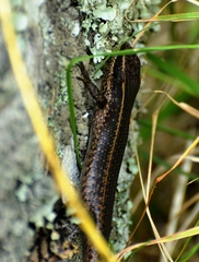 Trachylepis mlanjensis