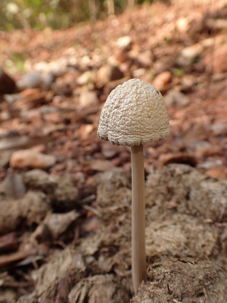 Panaeolus antillarum · November 2023 · photo: © agujaceratops (iNaturalist, cc0)