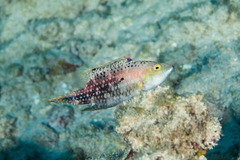 Oxycheilinus bimaculatus