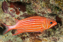 Sargocentron diadema