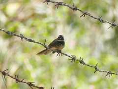 Rhipidura albogularis