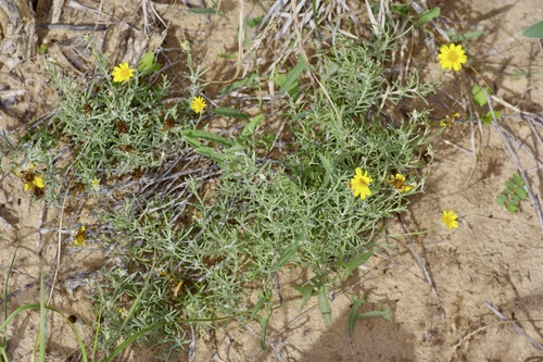 Image of Ashy dogweed by (c) Michelle W. （鍾偉瑋）, some rights reserved (CC BY)