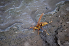 Polistes carnifex carnifex