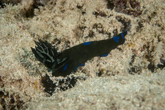 Tambja morosa