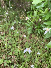 Rhynchospora colorata image