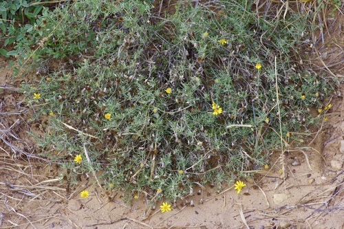 Ashy dogweed (Thymophylla tephroleuca)