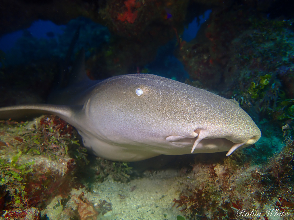 Nurse shark resting at the base of a coral reef
