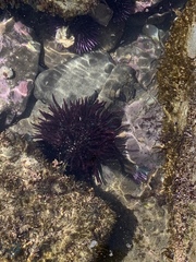 Strongylocentrotidae