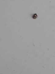 Coccinellidae