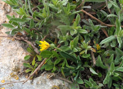 Chiliadenus bocconei
