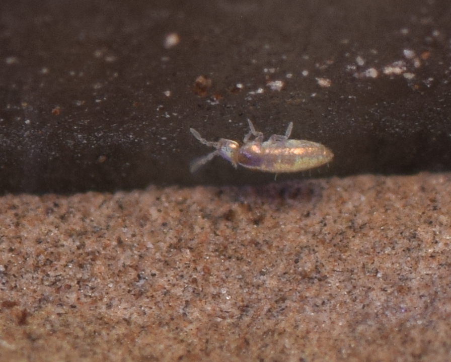 Pseudosinella sexoculata