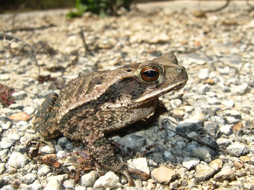 Central American Gulf Coast Toad