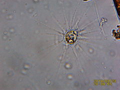 Heliozoa