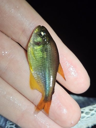 Bright-line Tetra