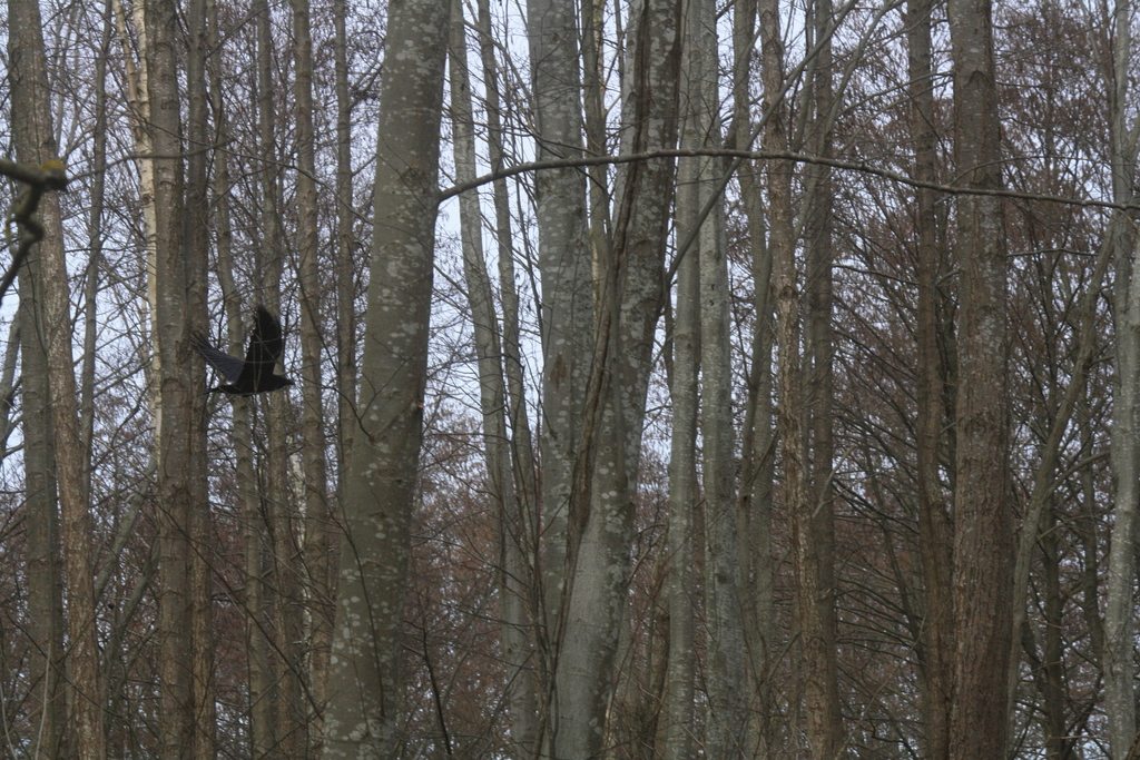 Common Raven