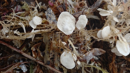 Synarthrophyton patena, 2023-11-08