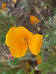 Eschscholzia californica