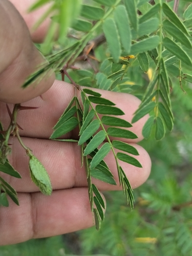 Image of Mimosa tricephala by no rights reserved