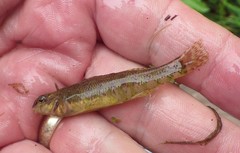 Etheostoma zonale