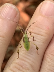 Chondrocera laticornis