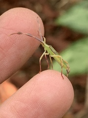 Chondrocera laticornis