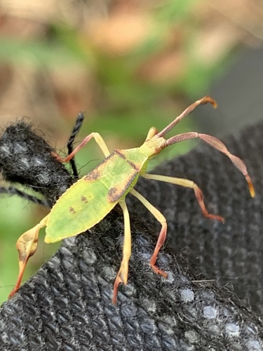 Chondrocera laticornis photo 4