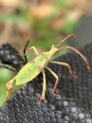 Chondrocera laticornis