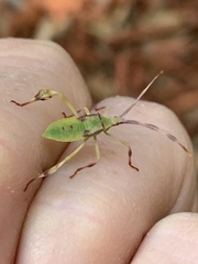 Chondrocera laticornis