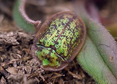 Cassida canaliculata