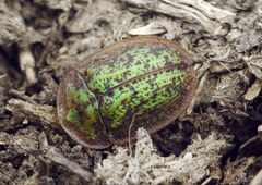Cassida canaliculata