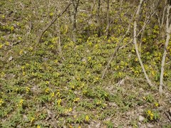 Gymnospermium odessanum