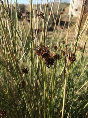 Afroscirpoides dioeca