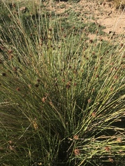 Afroscirpoides dioeca