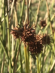 Afroscirpoides dioeca