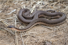 Rhombic Skaapsteker photo 2