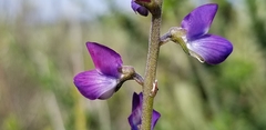 Lupinus truncatus