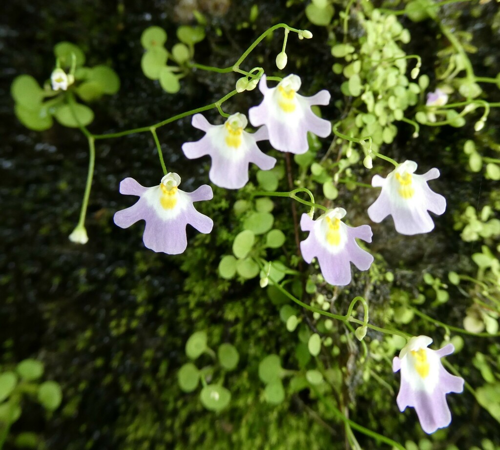 Utricularia kumaonensis Oliv.