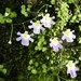 Utricularia kumaonensis - Photo 由 Elizabeth Byers 所上傳的 (c) Elizabeth Byers，保留部份權利CC BY-NC