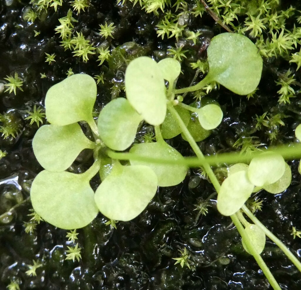 Utricularia kumaonensis Oliv. 2