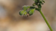 Eucrypta chrysanthemifolia bipinnatifida