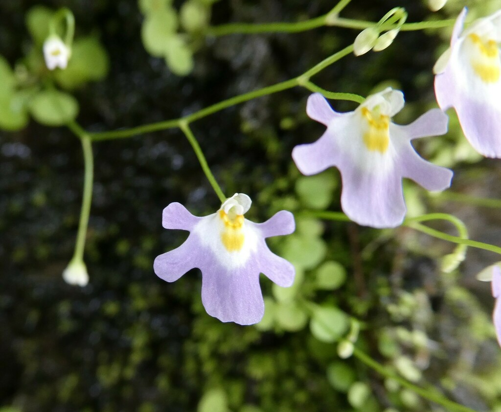 Utricularia kumaonensis Oliv. 3