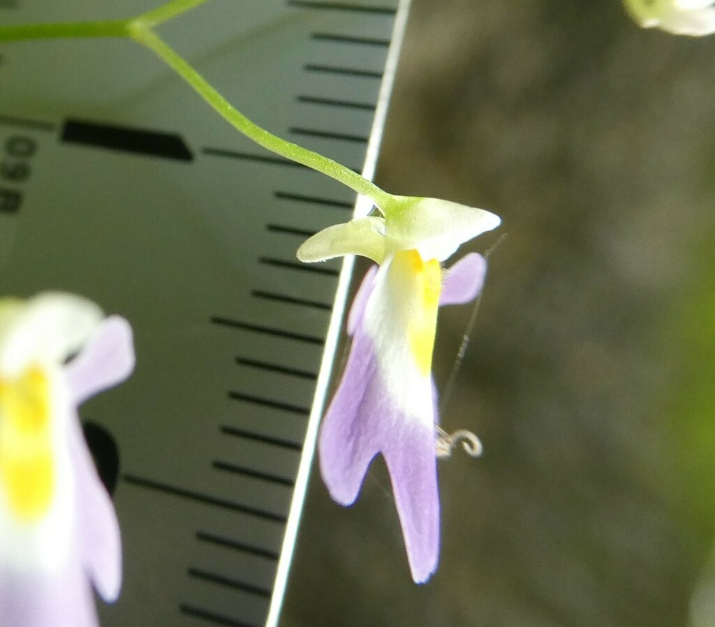 Utricularia kumaonensis Oliv. 4